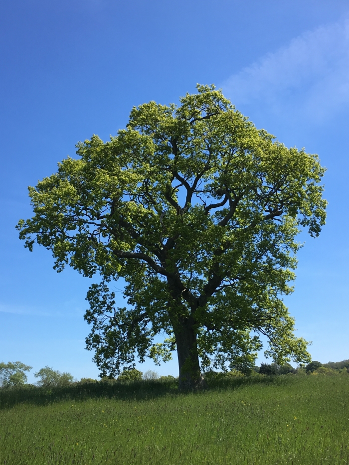 The Mighty Oak